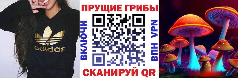 Псилоцибиновые грибы GOLDEN TEACHER  блэк спрут рабочий сайт  Новомичуринск  магазин продажи  